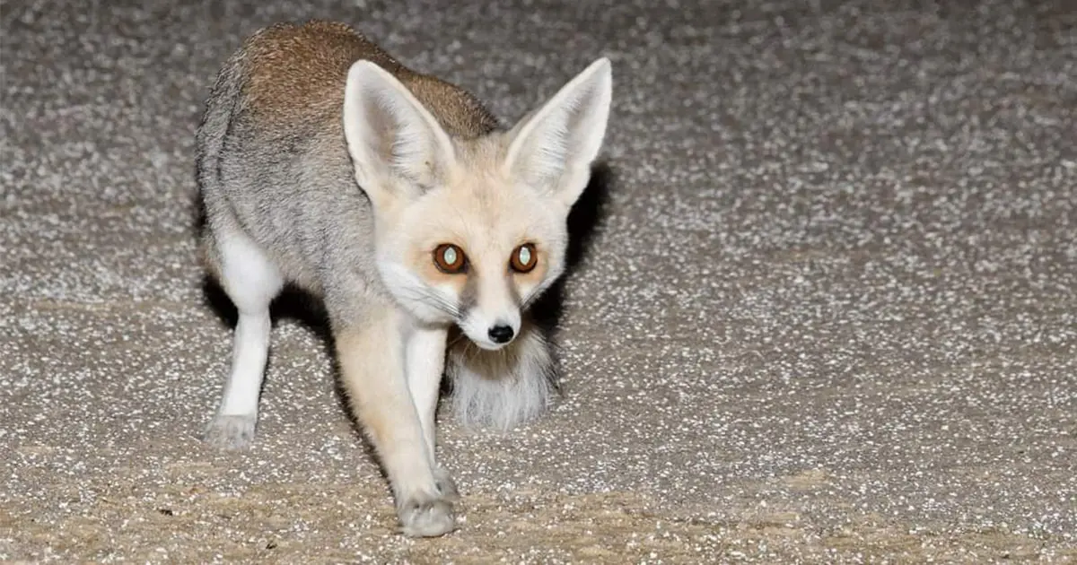 White Desert Fox