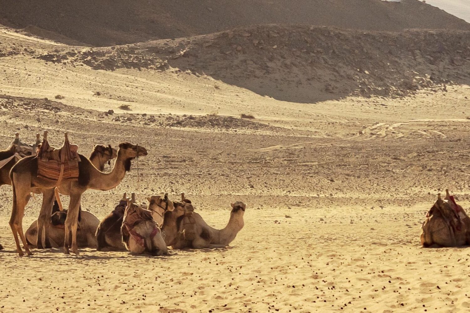 parc national de Wadi El Gemal en Égypte