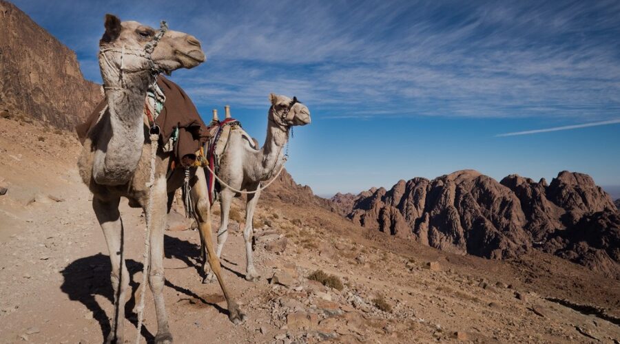 Camels preparing for a journey at the base of Mount Sinai, near Saint Catherine's Monastery